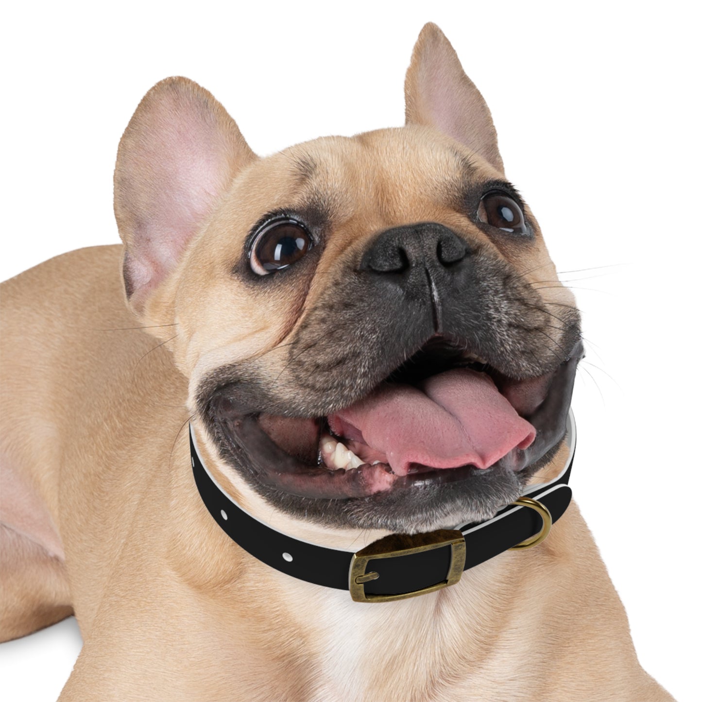 Diamante Dog Collar